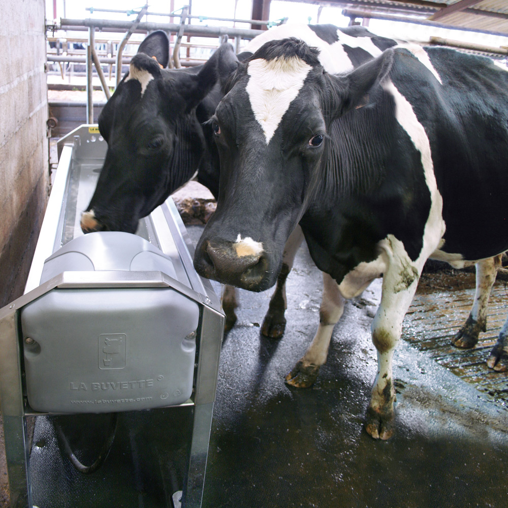 GV150 Stainless steel Drinking Trough for Dairy Cows