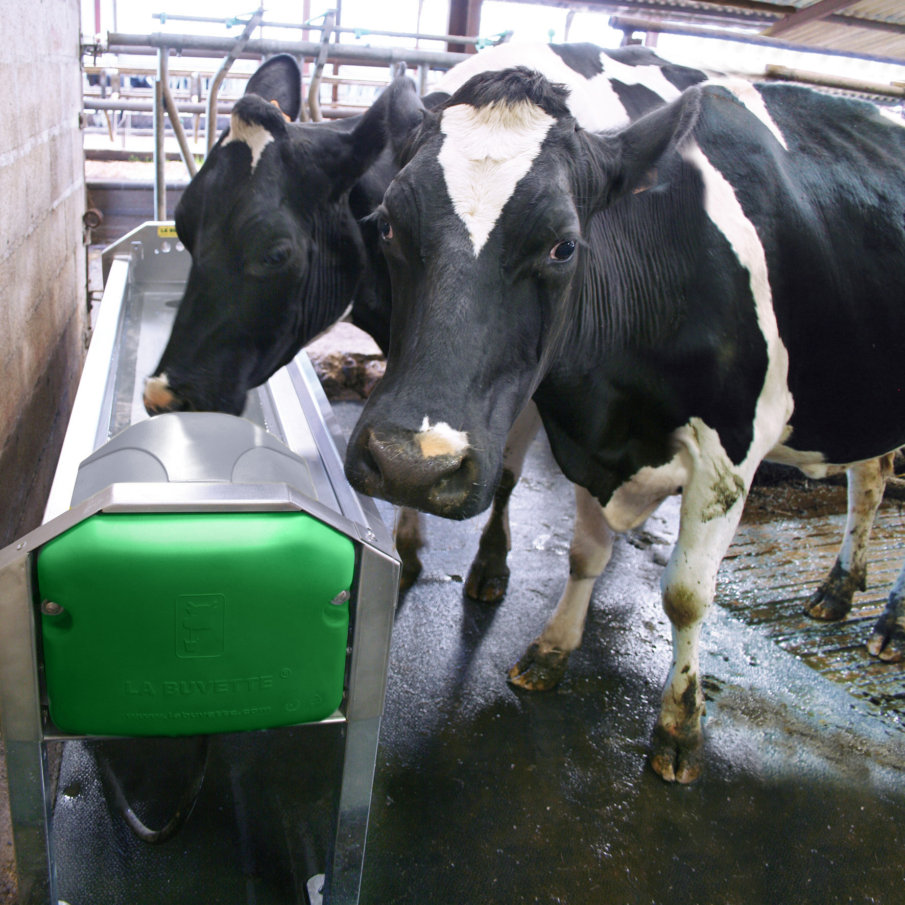 GV230 Stainless Steel Rapid-Drain Trough for Dairy Cows