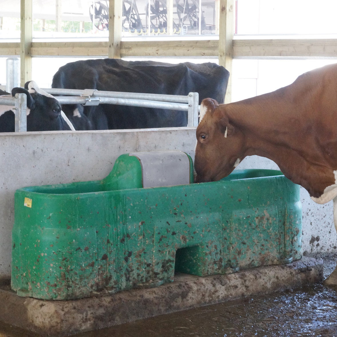 Abreuvoir MULTI220 Drinking Trough Tränken